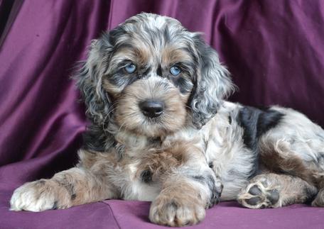 merle cockapoo for sale